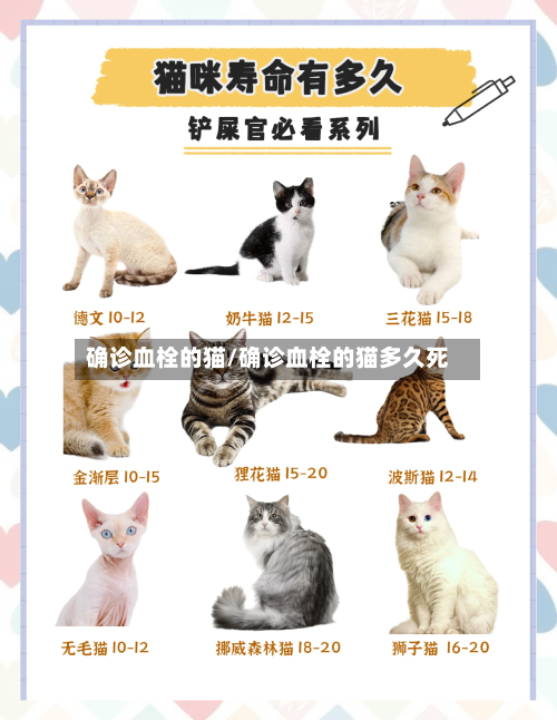 确诊血栓的猫/确诊血栓的猫多久死-第2张图片