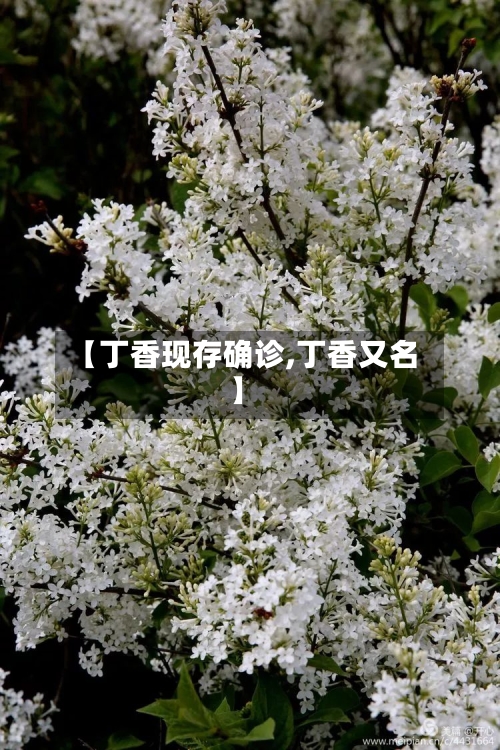 【丁香现存确诊,丁香又名】-第3张图片
