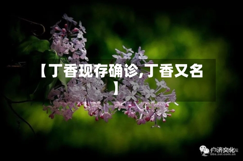 【丁香现存确诊,丁香又名】