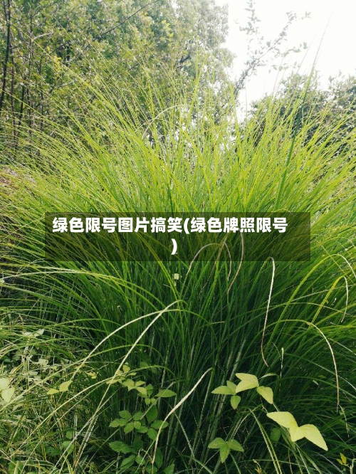 绿色限号图片搞笑(绿色牌照限号)-第2张图片