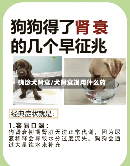 确诊犬肾衰/犬肾衰竭用什么药-第2张图片